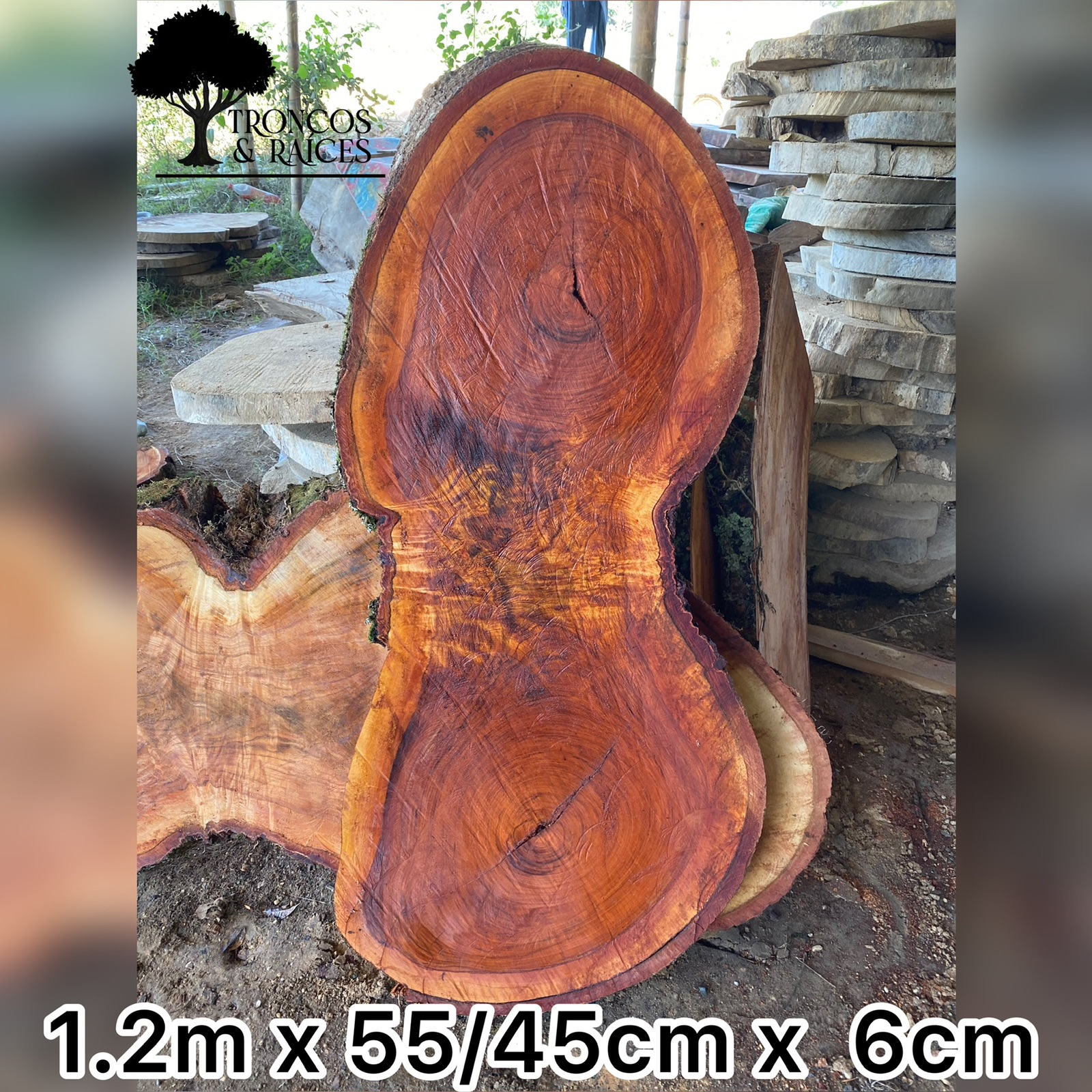Tronco irregular de algarrobo